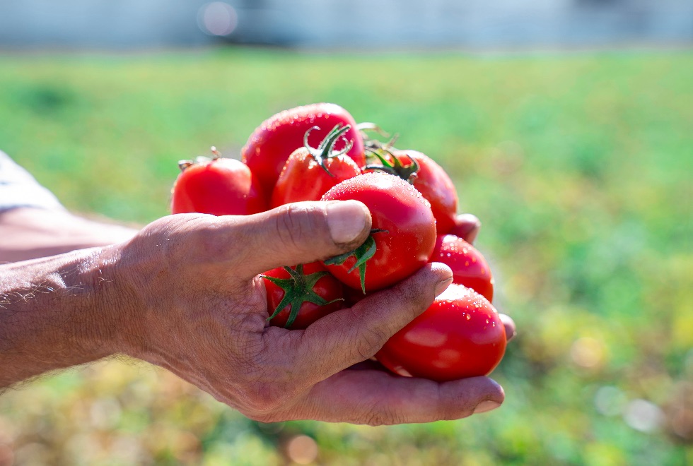 Cinco conselhos para uma alimentação mais vegetal